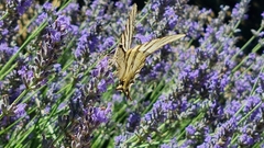 Iphiclides feisthamelii