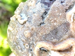 Cryptosula pallasiana