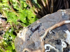 Cryptosula pallasiana