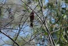 Haemorhous mexicanus
