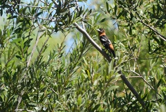 Pheucticus melanocephalus
