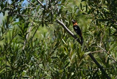 Pheucticus melanocephalus