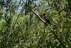 Pheucticus melanocephalus