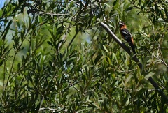 Pheucticus melanocephalus