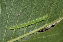 Hypena abalienalis