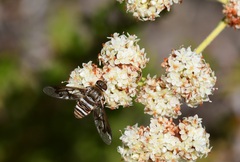 Exoprosopa