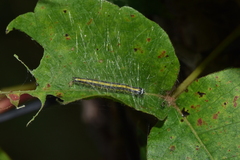 Epipaschia superatalis