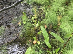 Rumex arcticus
