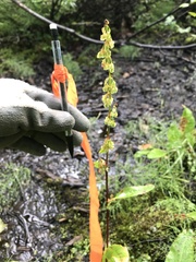 Rumex arcticus
