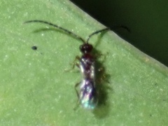 Spilomicrini