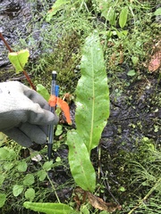 Rumex arcticus