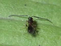 Spilomicrini