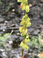 Rumex arcticus