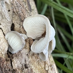 Fungi