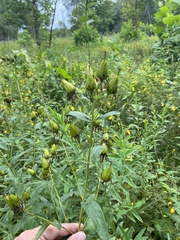 Hypericum ascyron pyramidatum