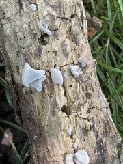 Fungi