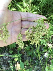 Scirpus pedicellatus