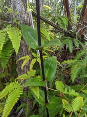 Kadua centranthoides