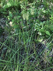 Scirpus pedicellatus