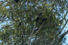 Corvus brachyrhynchos
