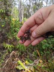 Kadua centranthoides
