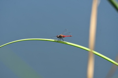 Brachymesia