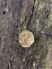 Trichoderma peltatum