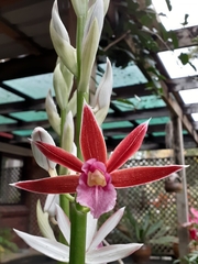 Phaius australis