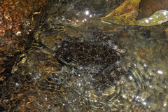 Amolops hongkongensis