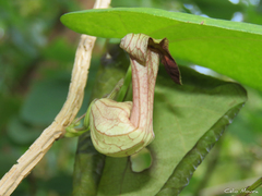 Aristolochia birostris