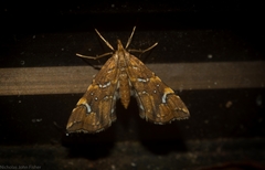 Musotima nitidalis