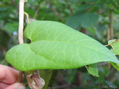 Aristolochia birostris