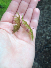 Hylocomium splendens image