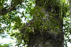 Epidendrum cardiophorum
