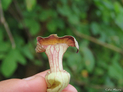 Aristolochia birostris