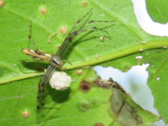 Tapinillus longipes
