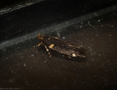 Macrobathra alternatella