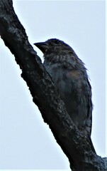 Pinicola enucleator