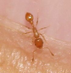 Cardiocondyla wroughtonii
