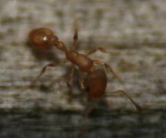 Cardiocondyla wroughtonii