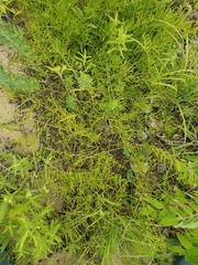 Stylisma pickeringii pattersonii