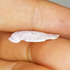 Talochlamys pusio