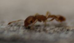 Cardiocondyla wroughtonii