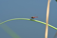 Brachymesia