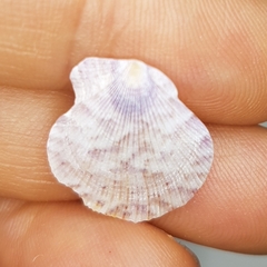Talochlamys pusio