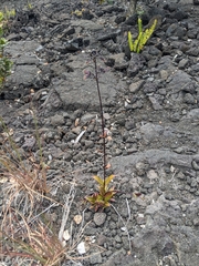 Kadua centranthoides