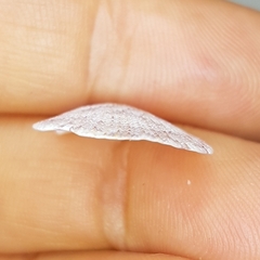 Talochlamys pusio