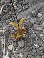 Kadua centranthoides