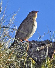Anthus bogotensis