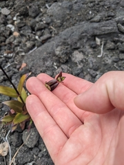 Kadua centranthoides